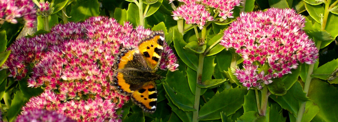 Come attirare le farfalle in giardino? - Come attirare le farfalle in giardino?