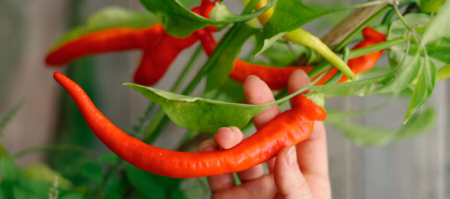 Paprika und Chilis erfolgreich vorziehen - Paprika und Chilis erfolgreich vorziehen: Dein Leitfaden für eine reiche Ernte