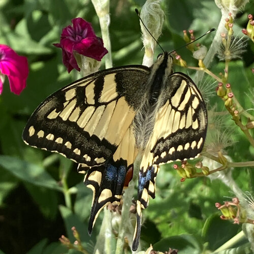 Schwalbenschwanz auf Blüte