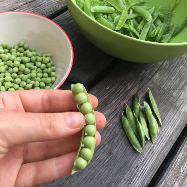 Taccola Frühe Heinrich (Pisum sativum) biologica semi