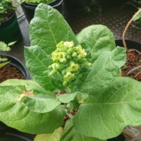 Tabacco Mapacho (Nicotiana rustica) biologico semi