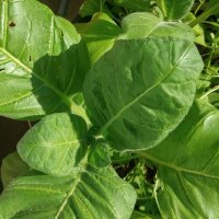 Tabacco Mapacho (Nicotiana rustica) biologico semi