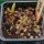 Fico dIndia nano (Opuntia humifusa) semi