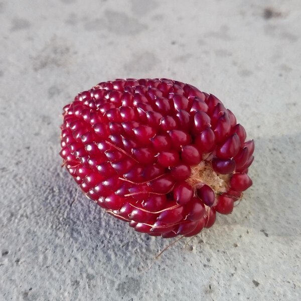 Mais fragola (Zea mays japonica) semi