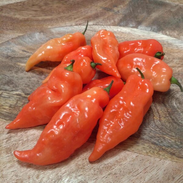 Peperoncino Habanada (Capsicum chinense) semi