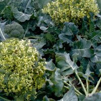 Broccolo Calabrese (Brassica oleracea) biologico semi