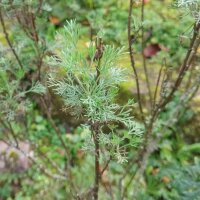 Abrotano (Artemisia abrotanum) semi