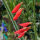 Penstemon barbatus Coccineus (Penstemon barbatus) semi