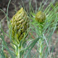 Kings Spear (Asphodeline lutea) semi