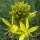 Kings Spear (Asphodeline lutea) semi