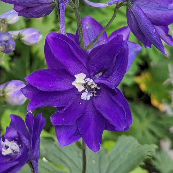 Delphinium Dark Blue Dark Bee (Delphinium cultorum) semi