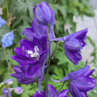 Delphinium Dark Blue Dark Bee (Delphinium cultorum) semi