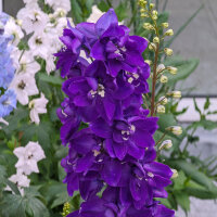 Delphinium Dark Blue Dark Bee (Delphinium cultorum) semi