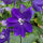 Delphinium Dark Blue Dark Bee (Delphinium cultorum) semi