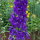 Delphinium Dark Blue Dark Bee (Delphinium cultorum) semi