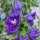 Delphinium Dark Blue Dark Bee (Delphinium cultorum) semi