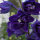 Delphinium Dark Blue Dark Bee (Delphinium cultorum) semi