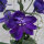 Delphinium Dark Blue Dark Bee (Delphinium cultorum) semi