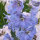 Delphinium Sky Blue, White Bee (Delphinium cultorum) semi