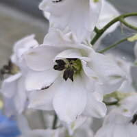 Delphinium White, Dark Bee (Delphinium cultorum) semi