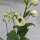 Delphinium White, Dark Bee (Delphinium cultorum) semi