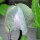 Cobea (Cobaea scandens) semi
