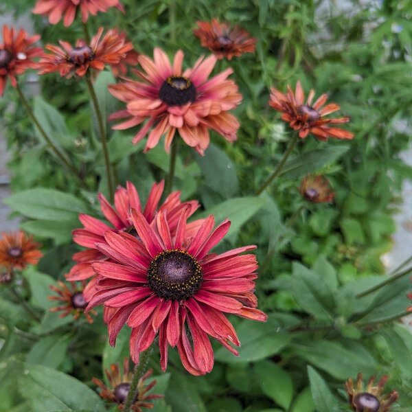 Rudbeckia hirta Sahara (Rudbeckia hirta)