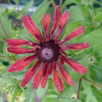 Rudbeckia hirta Sahara (Rudbeckia hirta)