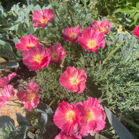 Papavero della California Rose Chiffon (Eschscholzia californica) semi