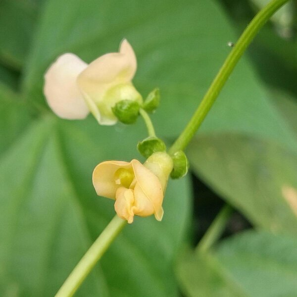 Fagiolo &amp;#39;Pfälzer Juni&amp;#39; (Phaseolus vulgaris) semi