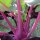 Cavolo rapa Blauer Delikatess (Brassica oleracea var. gongylodes) semi