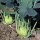 Cavolo rapa Superschmelz (Brassica oleracea var. gongylodes) semi