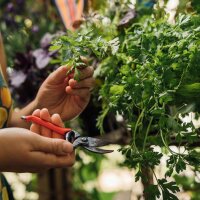 Le nostre piante preferite: verdure per il giardinaggio urbano (Bio) - Set di semi