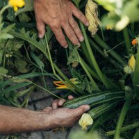 Le nostre piante preferite: ortaggi mediterranei da coltivare nellorto per lautoproduzione (Bio) - set di semi