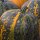Zucca stiriana Herakles (Cucurbita pepo var. styriaca) semi