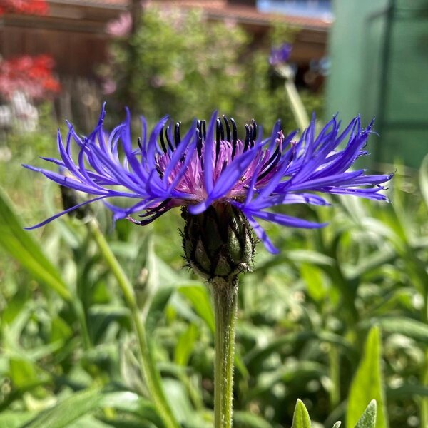 Fiordaliso montano (Centaurea montana)  semi