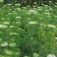 Visnaga (Ammi visnaga) semi