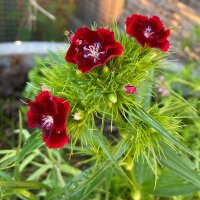 Garofano dei poeti (Dianthus barbatus) semi