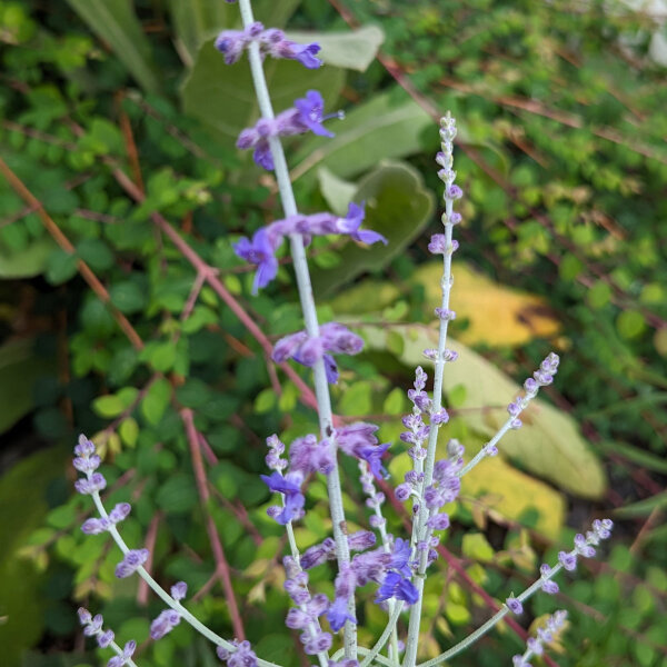 Russian Sage / Salvia Blue Spire (Perovskia atriplicifolia) semi