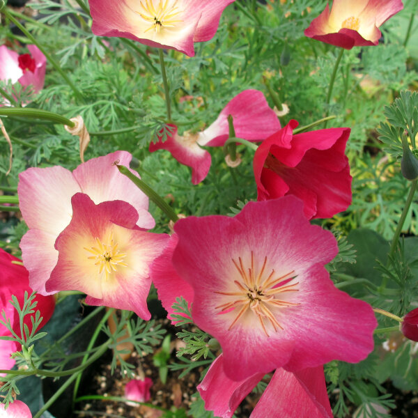 Papavero della California Carmine King (Eschscholzia californica) semi