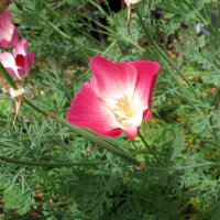 Papavero della California Carmine King (Eschscholzia californica) semi