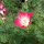 Papavero della California Carmine King (Eschscholzia californica) semi