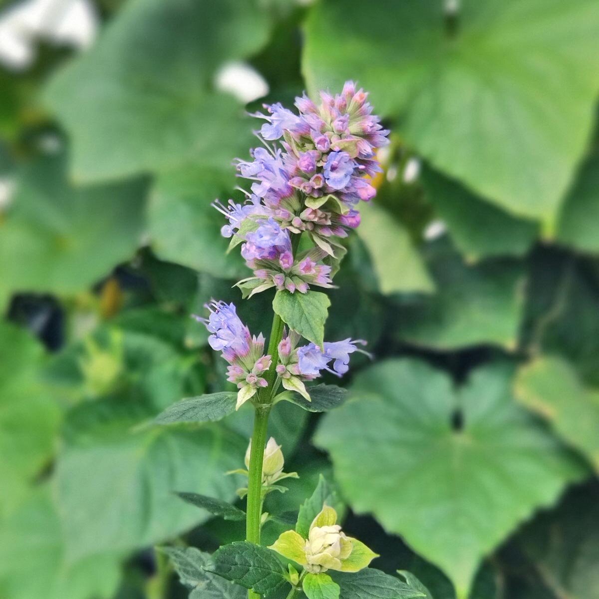 Anice menta (Agastache foeniculum) biologica