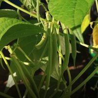 Snap Bean / Dwarf French Bean Canadian Wonder (Phaseolus vulgaris) organic semi