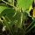 Snap Bean / Dwarf French Bean Canadian Wonder (Phaseolus vulgaris) organic semi