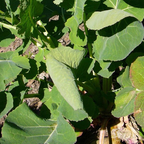 Navone Gelbe Wilhelmsburger (Brassica napus) semi