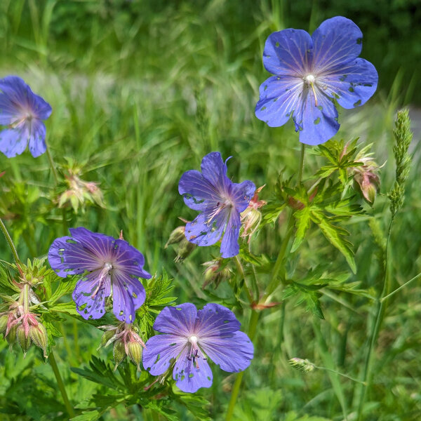 Geranio dei Prati (Geranium pratense) semi