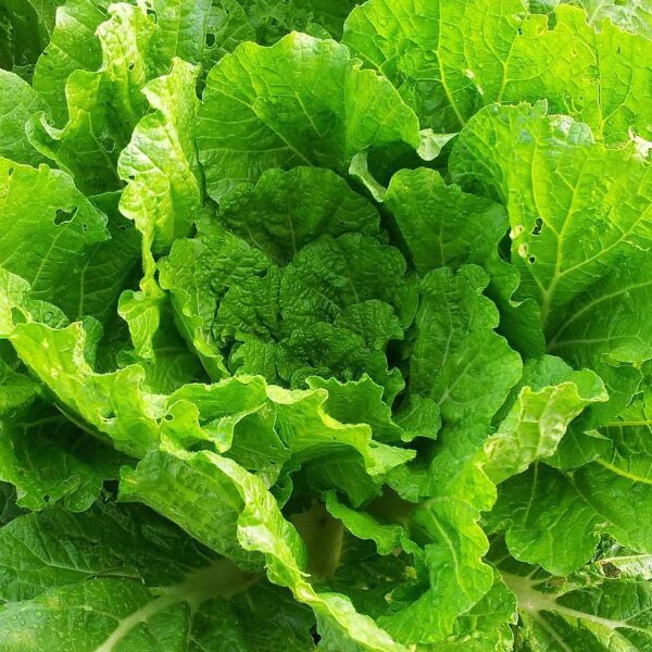 Cavolo cinese Wong Bok (Brassica rapa subsp. pekinensis) semi