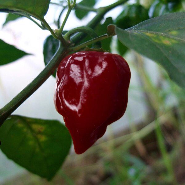 Peperoncino Habanero Chocolate (Capsicum chinense) semi