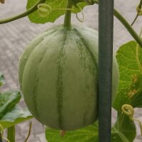 Melone cantalupo Charentais (Cucumis melo) semi